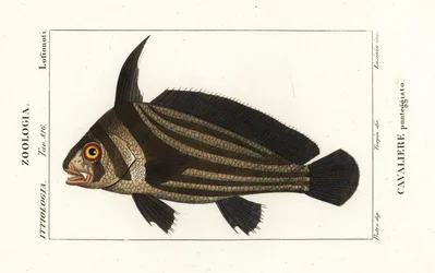 Plettet tromme, Equetus punctatus Eques punctatus, Cavaliere punteggiato