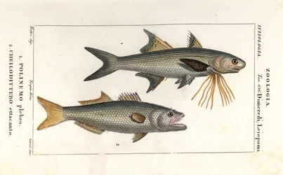 Stribet trådfinne og blåfisk
