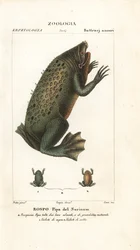 Surinam tudse, Pipa pipa