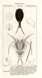 Haletudse rejer