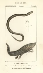 Totået amphiuma, Amphiuma betyder, Anfiuma betyder 1 og kritisk truet axolotl eller mexicansk vandrende fisk, Ambystoma mexicanum, Assolotl del Messico 2