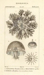 Op og ned vandmænd, Cassiopea frondosa 1, Melicertum art 2 og obelia polyp 3