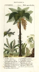 Vestindisk træbregne, Cyathea arborea, vinbregne, Microgramma piloselloides 2, yndefuld bregne, Niphidium crassifolium 3, grov kvastbregne, Huperzia phlegmaria 4, staghorn clubmoss, Lycopodiella cernua 5, vandpadderok