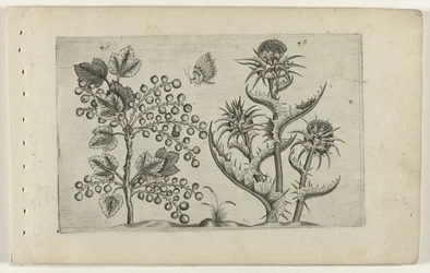 Aalbes en Mariadistel Know the Lilies (serietitel)
