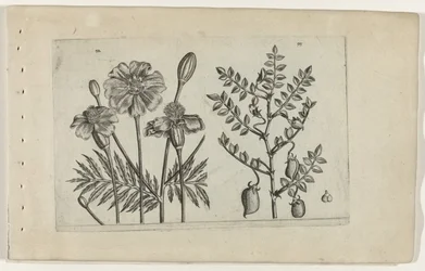 Tagetes og kikærter Cognoscite lilia (serietitel)