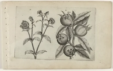 Daggøgeblomst og mispel Cognoscite lilia (serietitel)