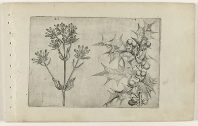 Centaury(?) og Holly Cognoscite lilia (serietitel)