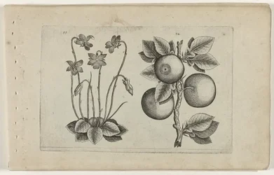 marts violet og orange Cognoscite lilia (serietitel)