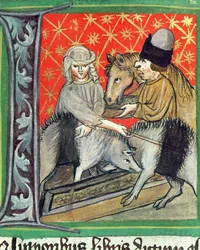 Opdræt af grise og heste, fra Opus Rural Commodorum af Pietro de Crescenzi (1230-1321)