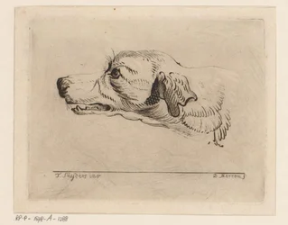 Hovedet af en hund
