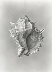 Undersøgelse af muslingeskaller (kulstofstøv)