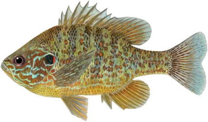 Pumpkinseed sunfish (farveblyanter)