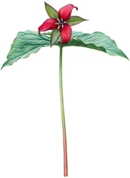Rød trillium (akvarel og gouache)