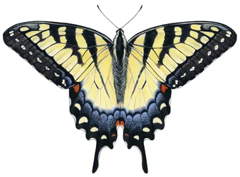 Sommerfuglen Tiger Swallowtail (gouache)