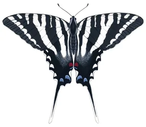 Sommerfuglen Zebra Swallowtail (gouache)