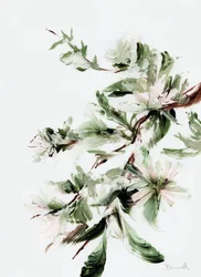 Blomstring