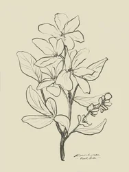 Blomster 1