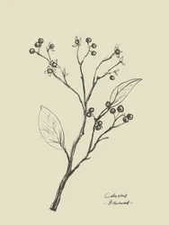 Blomster 2