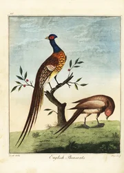 Engelske fasaner, han- og hunkøn. 1792 (gravering)