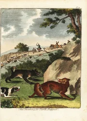 Rævejagt