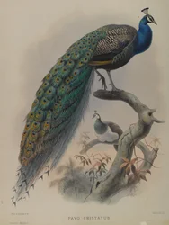 Pavo Cristatus - Almindelig påfugl (farve litho)