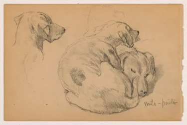 Tegning, Milo (en pointer) tre studier, Milo (en pointer) to studier, ca. 1862