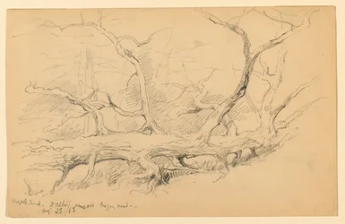 Maple Trunk, på tværs af Old Logging Road, Dalton