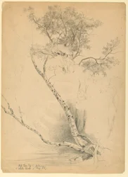 Old Elm Top and White Birch, North Conway, New Hampshire