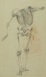 Skeleton Study, ca. 1848 (kridt og farveblyant på solbrunt papir monteret på pap)