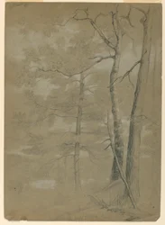 Undersøgelse af Hemlock and Beech, White Lake