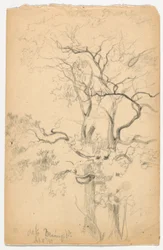 Studie af Oaks ved Dennings Point
