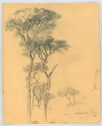 Studie af Pines, Borghese Villa, Rom