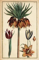 Crown Imperial Lily, Fritillaria imperialis og tulipaner, Tulipa gesneriana