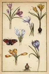 Vårkrokus, Crocus vernus, og dagpåfugleøje, Aglais io