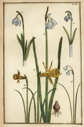 Vild påskelilje, Narcissus pseudonarcissus og vintergækker, Galanthus nivalis