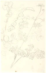 Plantestudier