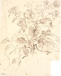 Plantestudier
