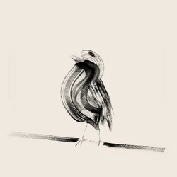 Elegant blækfugl