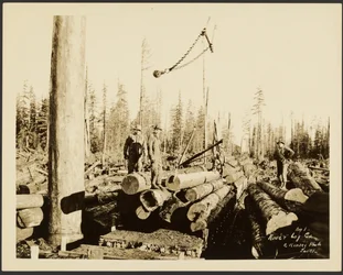 [Logging/ Timber Scene]