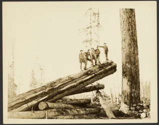 [Logging/ Timber Scene]