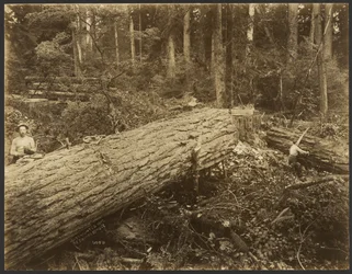 [Logging/ Timber Scene]
