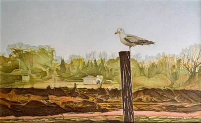 Lone Seagull, 2022 (blyant på papir)