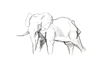 Bull Elephant, 2021 (farveblyant på papir)