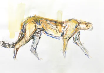 Cheetah, 2020 (farveblyant og akvarel på papir)