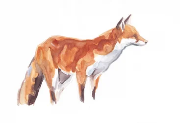 Fox, 2021 (farveblyant og akvarel på papir)