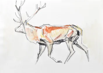 Red Deer Stag, 2020 (akvarel på papir)