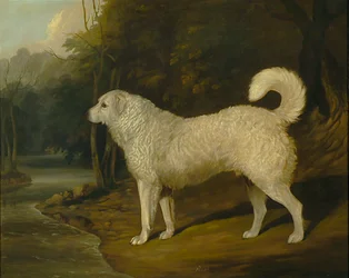 Portræt af en hund, Ross