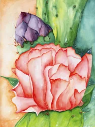 Desert Bloom, 2007 (akvarel)