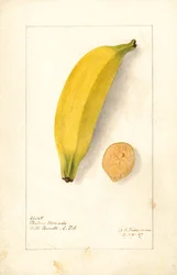 Bananer (Musa: Lilla banan) (akvarel)