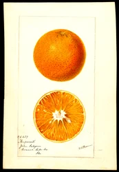 Appelsiner. Citrus sinensis: Nonpareil (akvarel på papir)